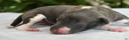 Italian Greyhound dogs for sale: Benson - Ad 2