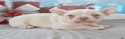 French Bulldog dogs for sale: Snowflake - Ad 7
