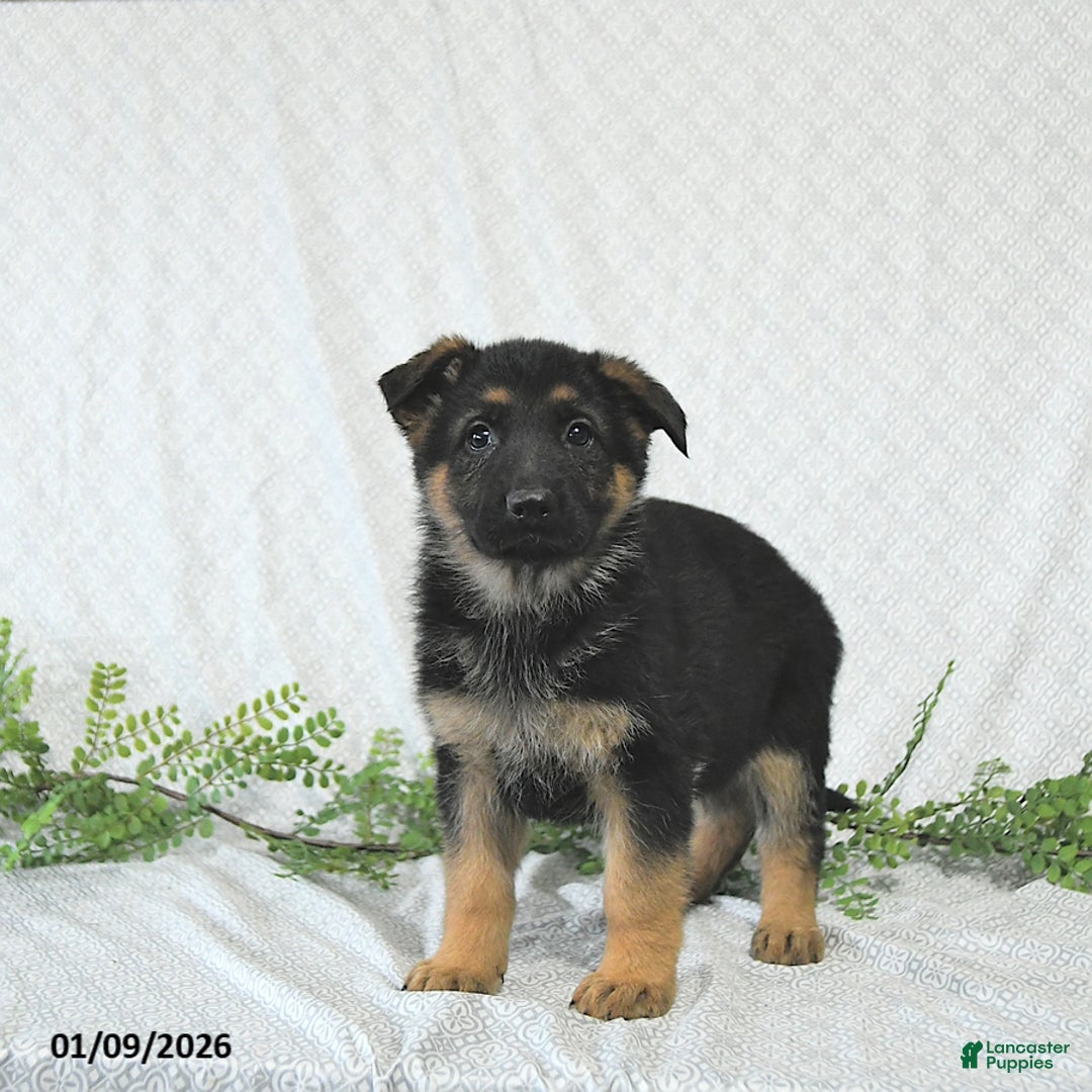 German Shepherd dogs for sale: Willow - Ad 2