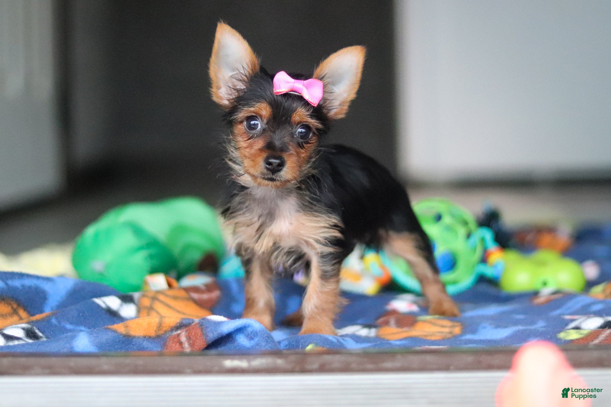 Yorkshire Terrier dogs Ellie - Ad 1