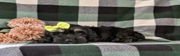 Cockapoo dogs for sale: Laureen - Ad 5