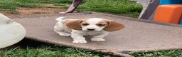 Dachshund dogs for sale: Poppy - Ad 3
