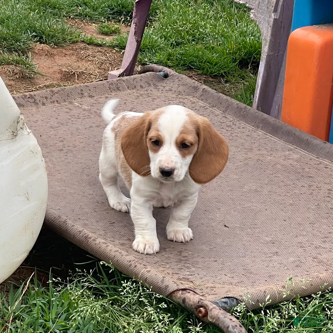 Dachshund dogs for sale: Poppy - Ad 3