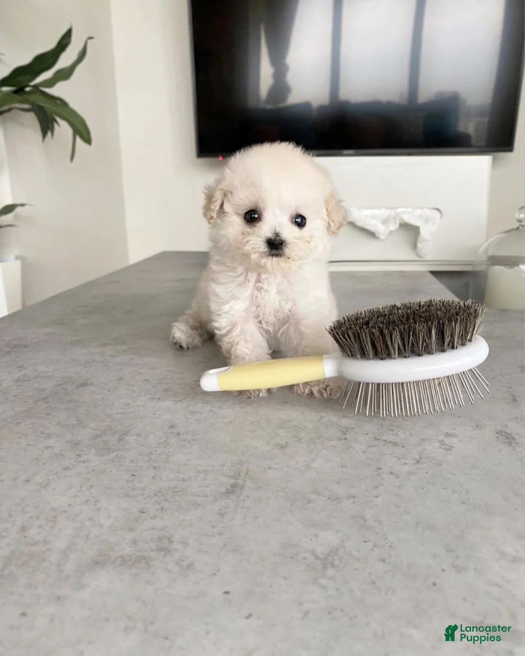 Toy Poodle dogs for sale: Ken - Ad 1