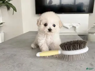 Toy Poodle dogs Ken - Ad 12