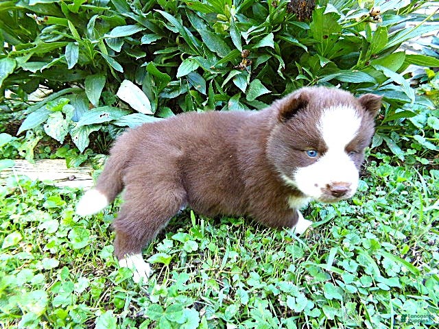 Siberian Husky dogs S2 - Ad 2