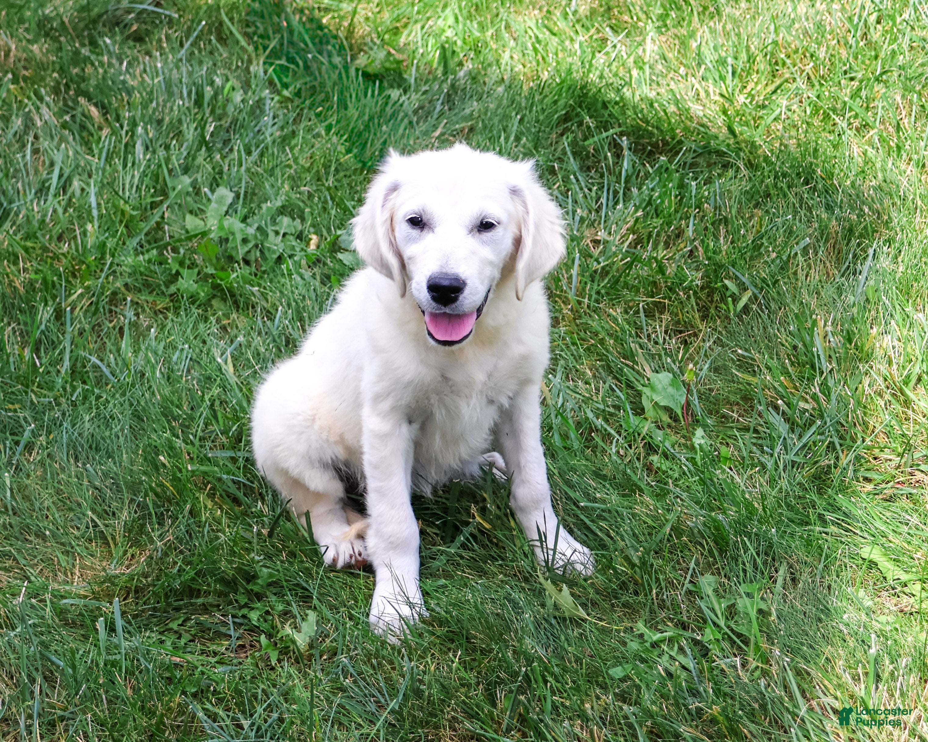 Golden Retriever dogs Tallulah - Ad 2