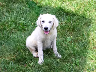 Golden Retriever dogs Tallulah - Ad 2