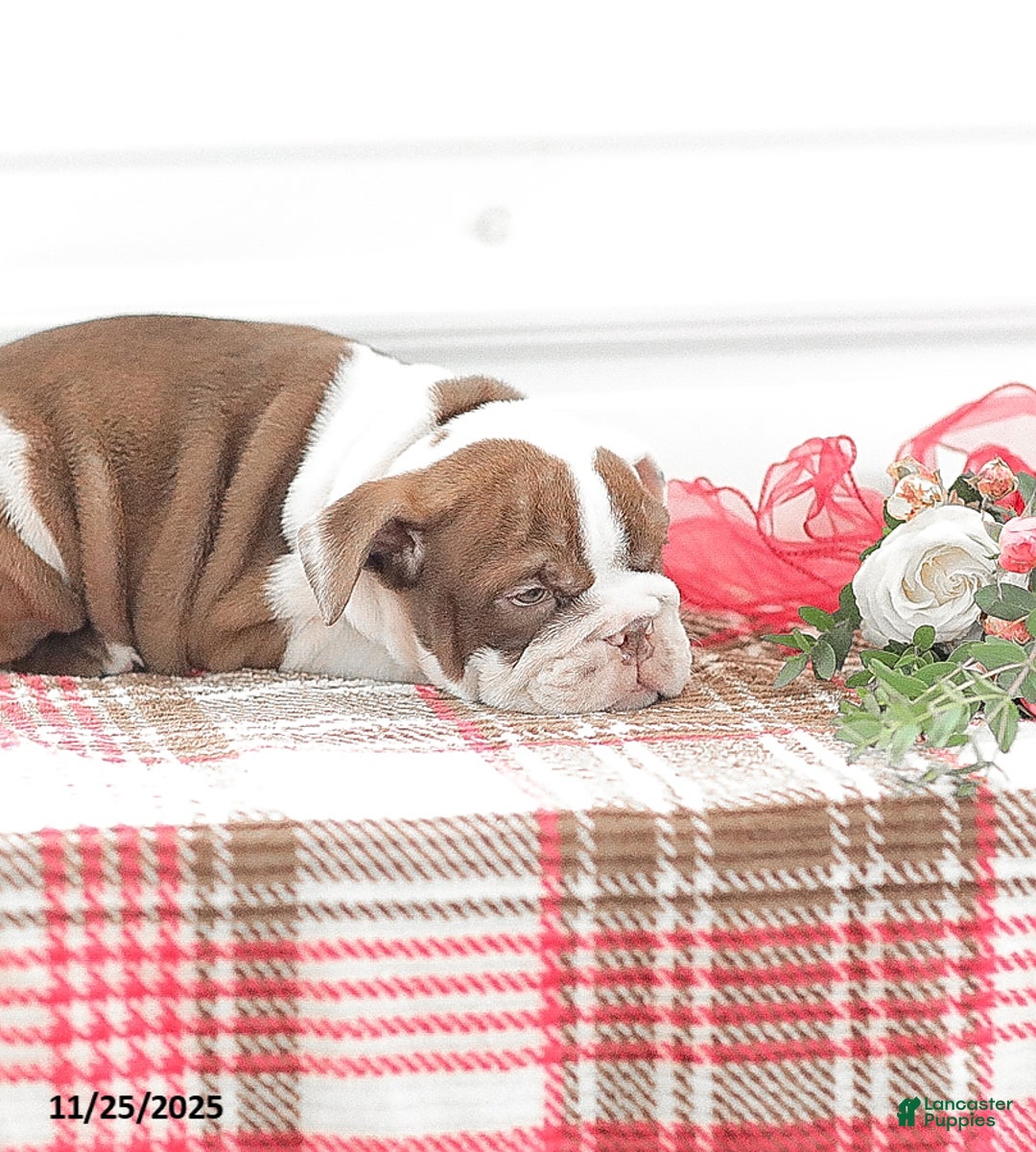 English Bulldog dogs for sale: Reba - Ad 8