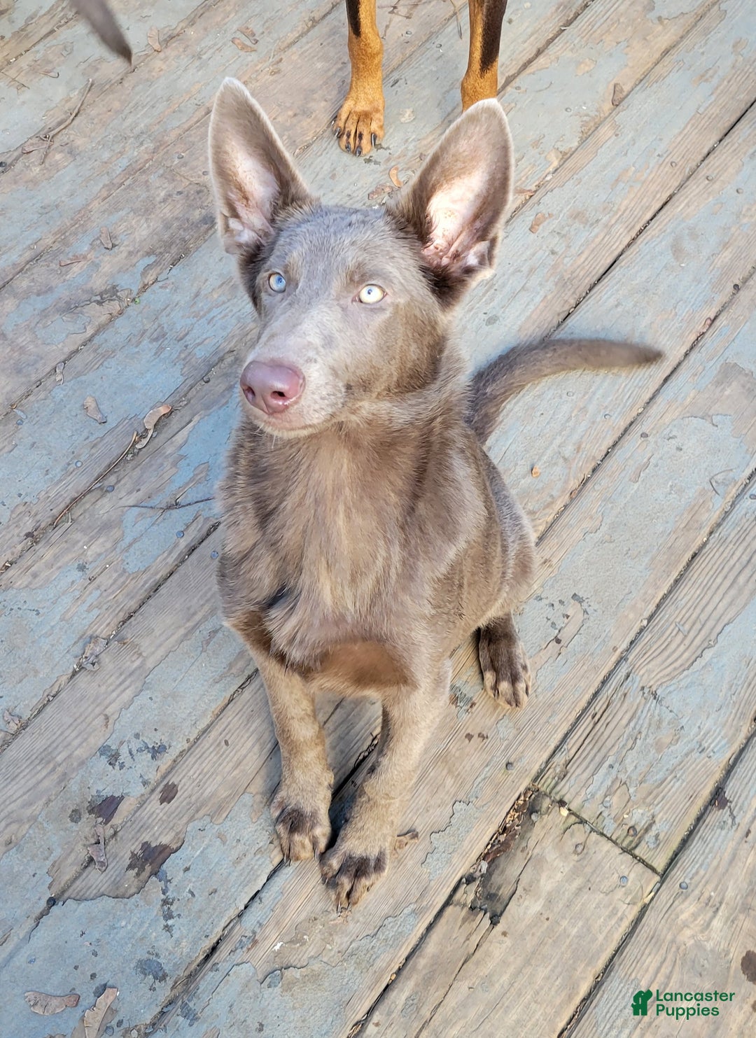 German Shepherd dogs for sale: German Shepherd Puppy 1 - Ad 2