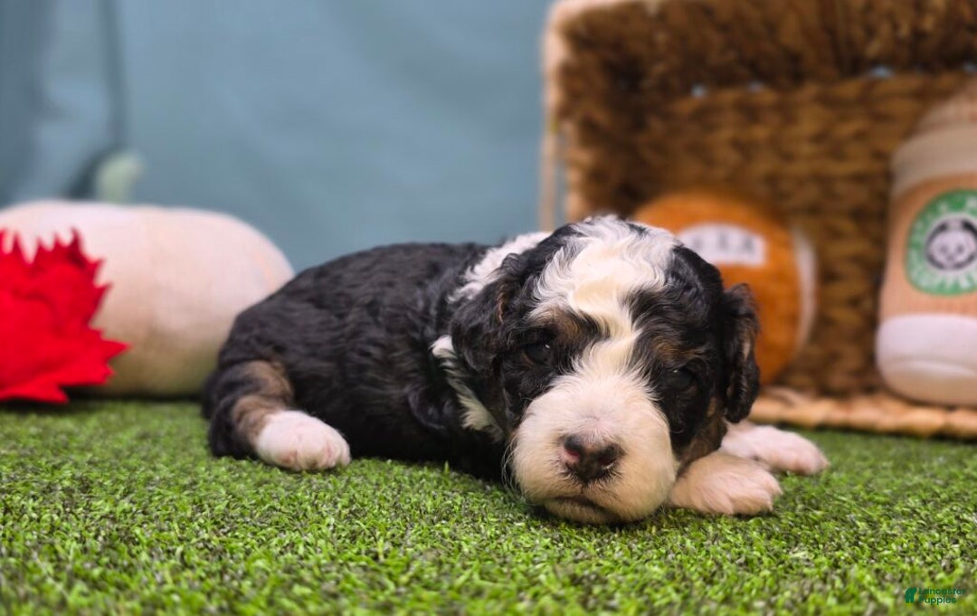 Mini Bernedoodle dogs for sale: Elsie - Ad 6