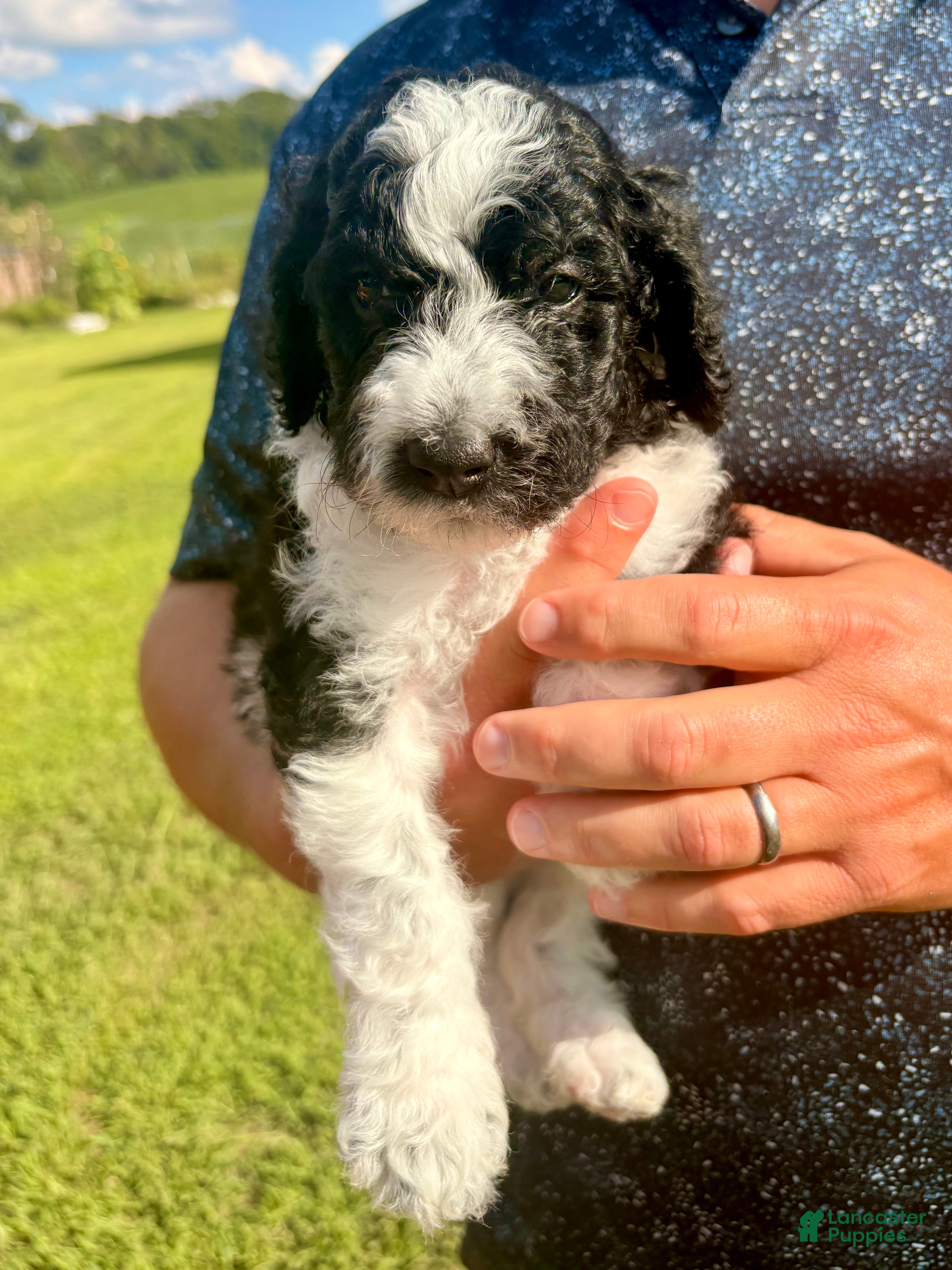 Standard Poodle dogs Lime - Ad 2