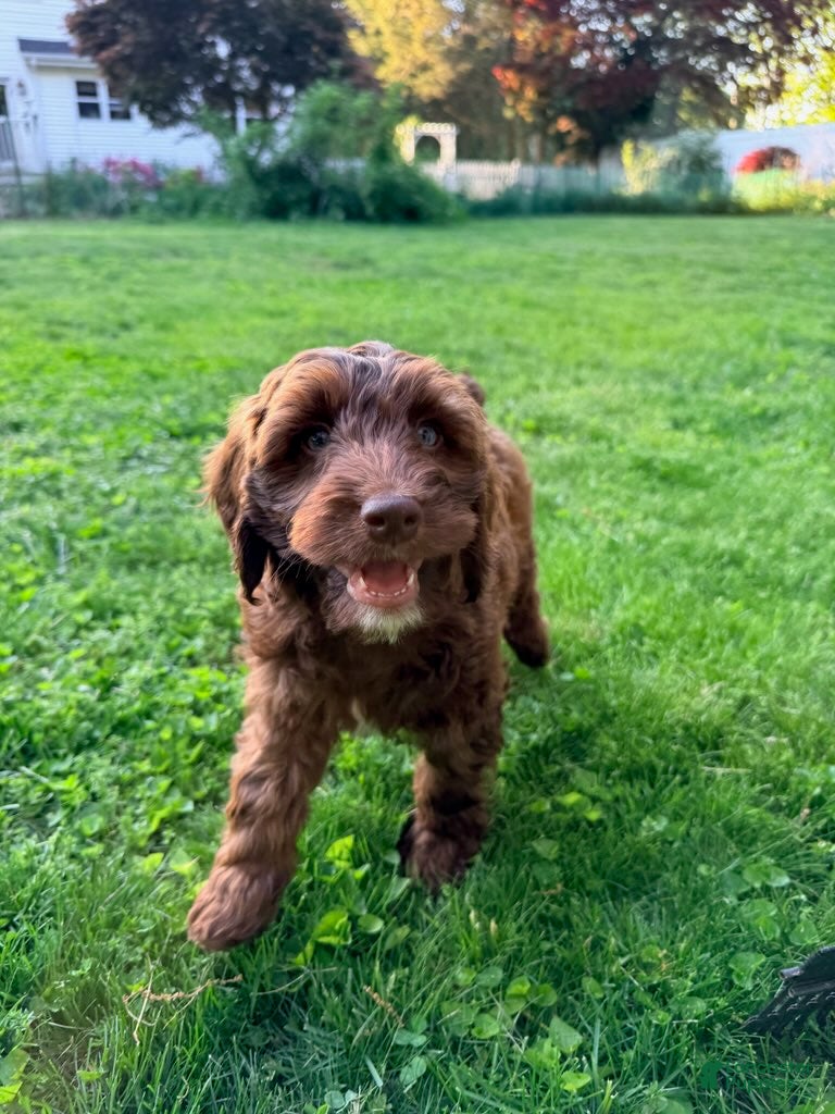 Mixed Breed dogs Victor Male - Ad 2