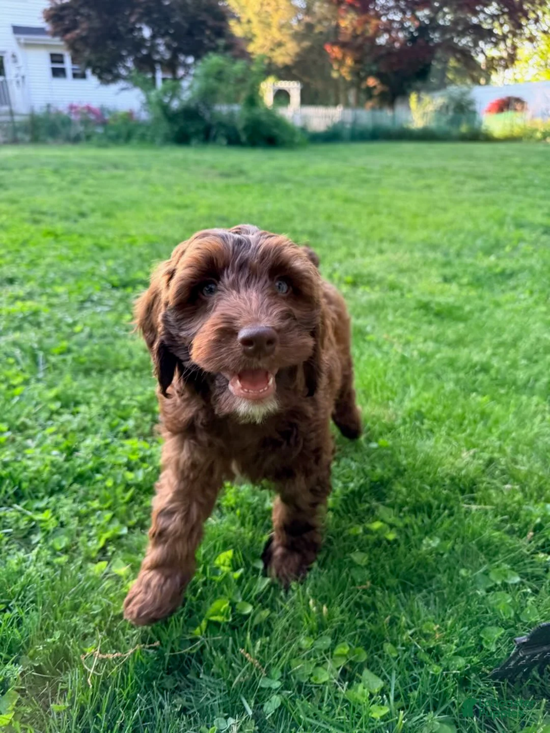 Mixed Breed dogs for sale: Victor Male - Ad 2