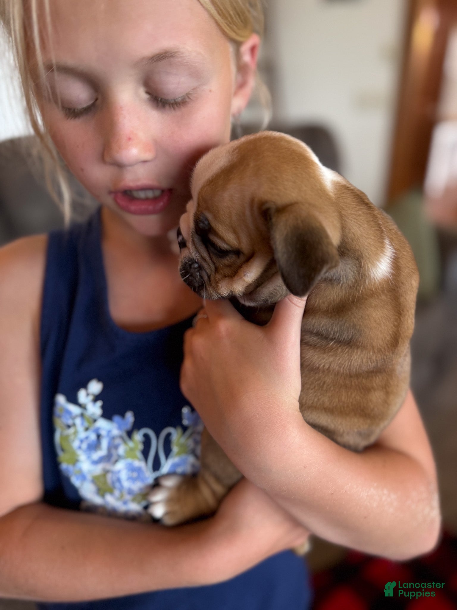 English Bulldog dogs Rudy - Ad 2