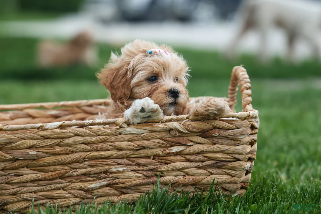 Havapoo dogs for sale: Elise 💛🐾 - Ad 1