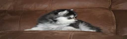 Pomsky dogs for sale: Zane READY NOW - Ad 3