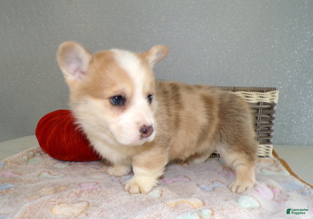 Welsh Corgi Pembroke dogs for sale: Welsh Corgi Pembroke Puppy 3 Ronda - Ad 4