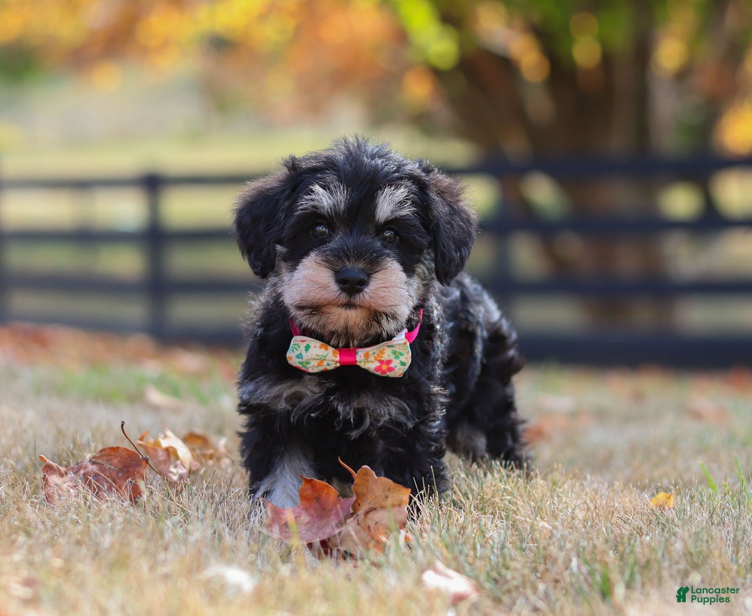 Miniature Schnauzer dogs for sale: Brianna - Ad 33
