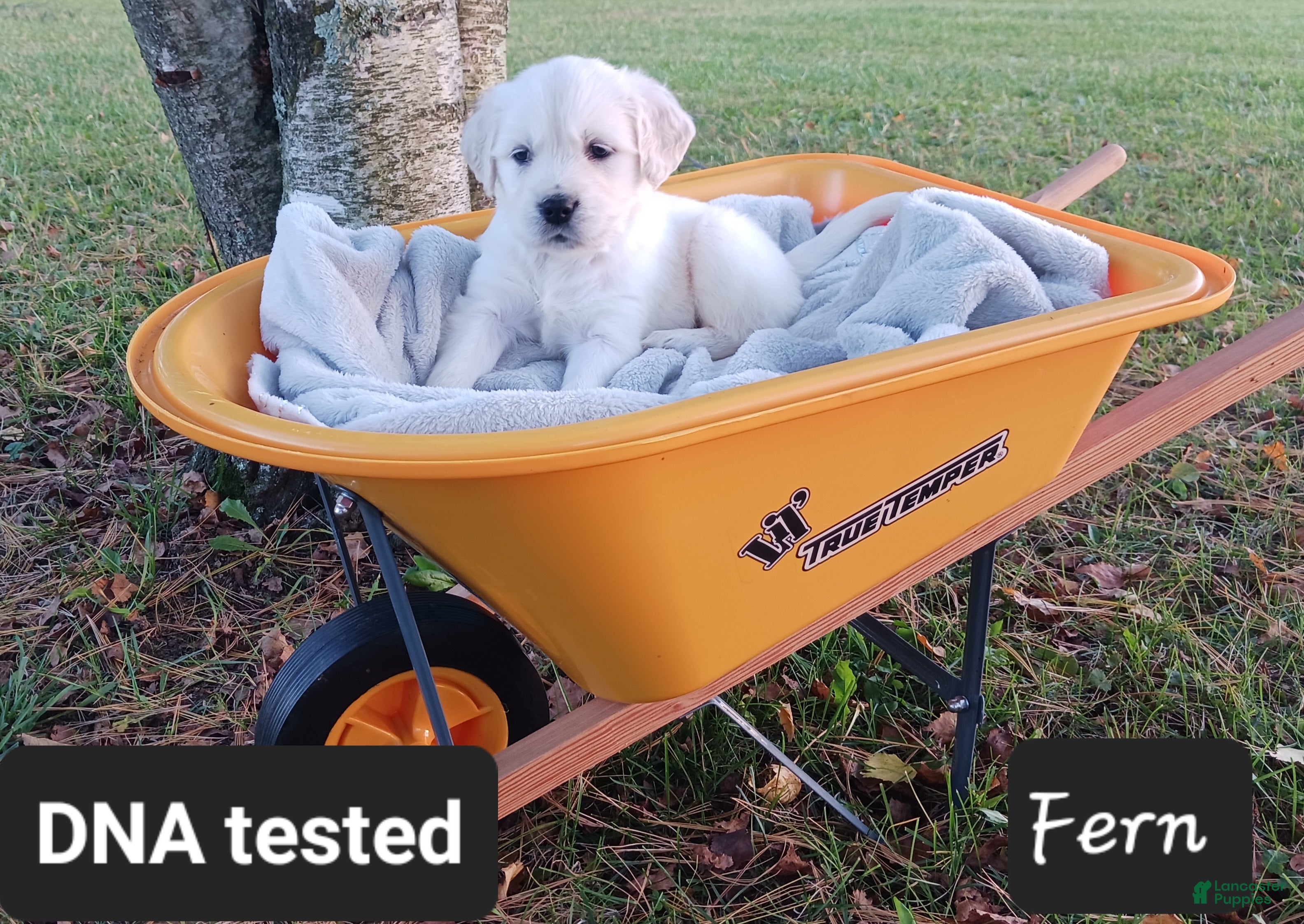 Golden Retriever dogs for sale: Fern  - Ad 1