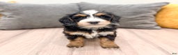Mini Bernedoodle dogs for sale: Skye - Ad 1