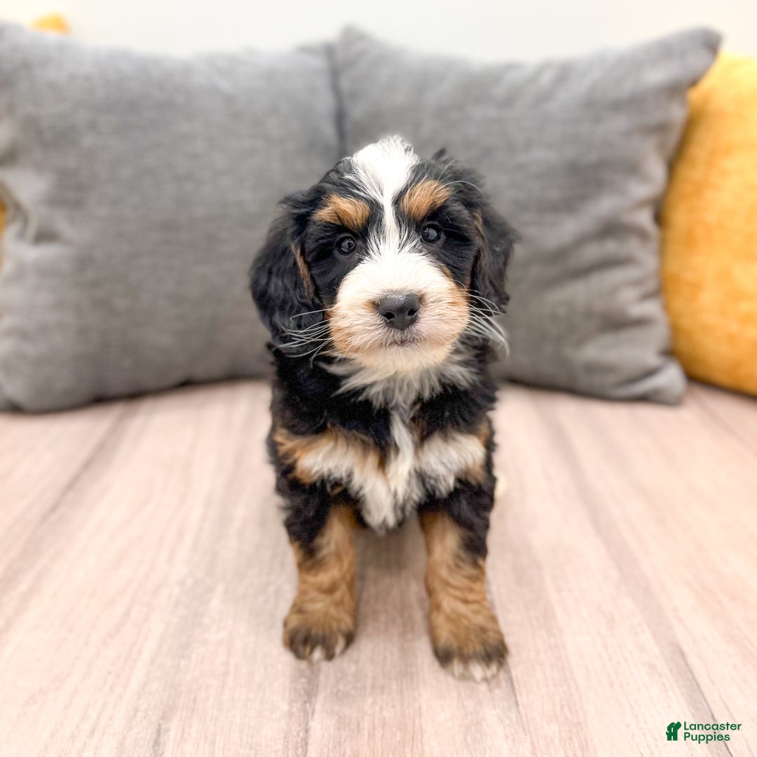 Mini Bernedoodle dogs for sale: Skye - Ad 1