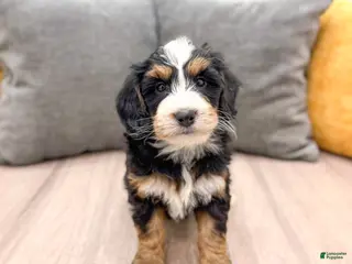 Mini Bernedoodle dogs Skye - Ad 40