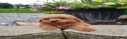 Mini Goldendoodle dogs for sale: Inez - Ad 25