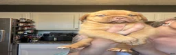 Dogue De Bordeaux dogs for sale: Dogue De Bordeaux Puppy 5 - Ad 24