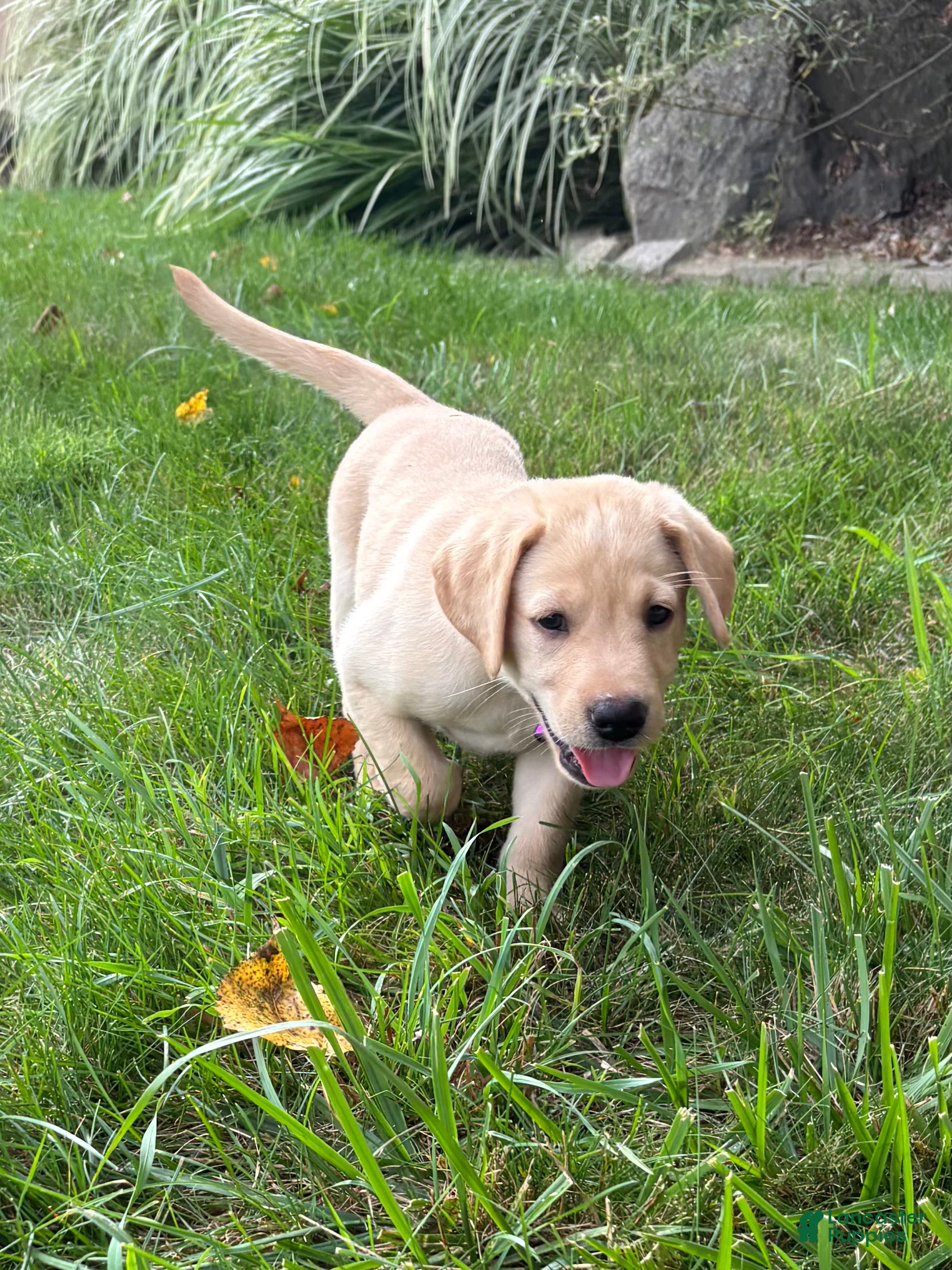 Labrador Retriever dogs Ember - Ad 2