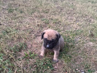English Mastiff dogs English Mastiff Puppy 2 - Ad 20