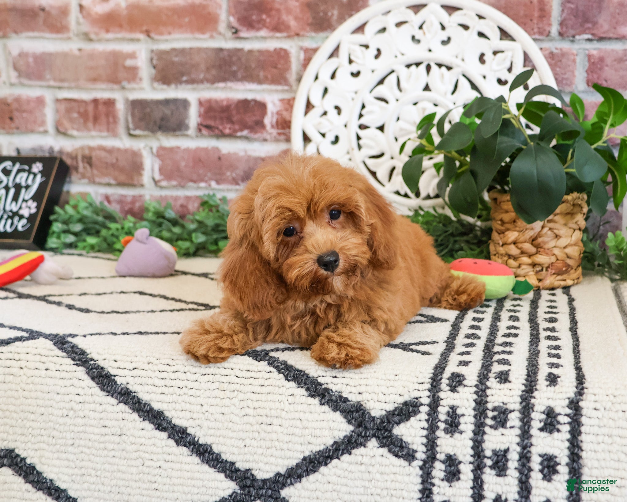 Cavapoo dogs Frappe  - Ad 24