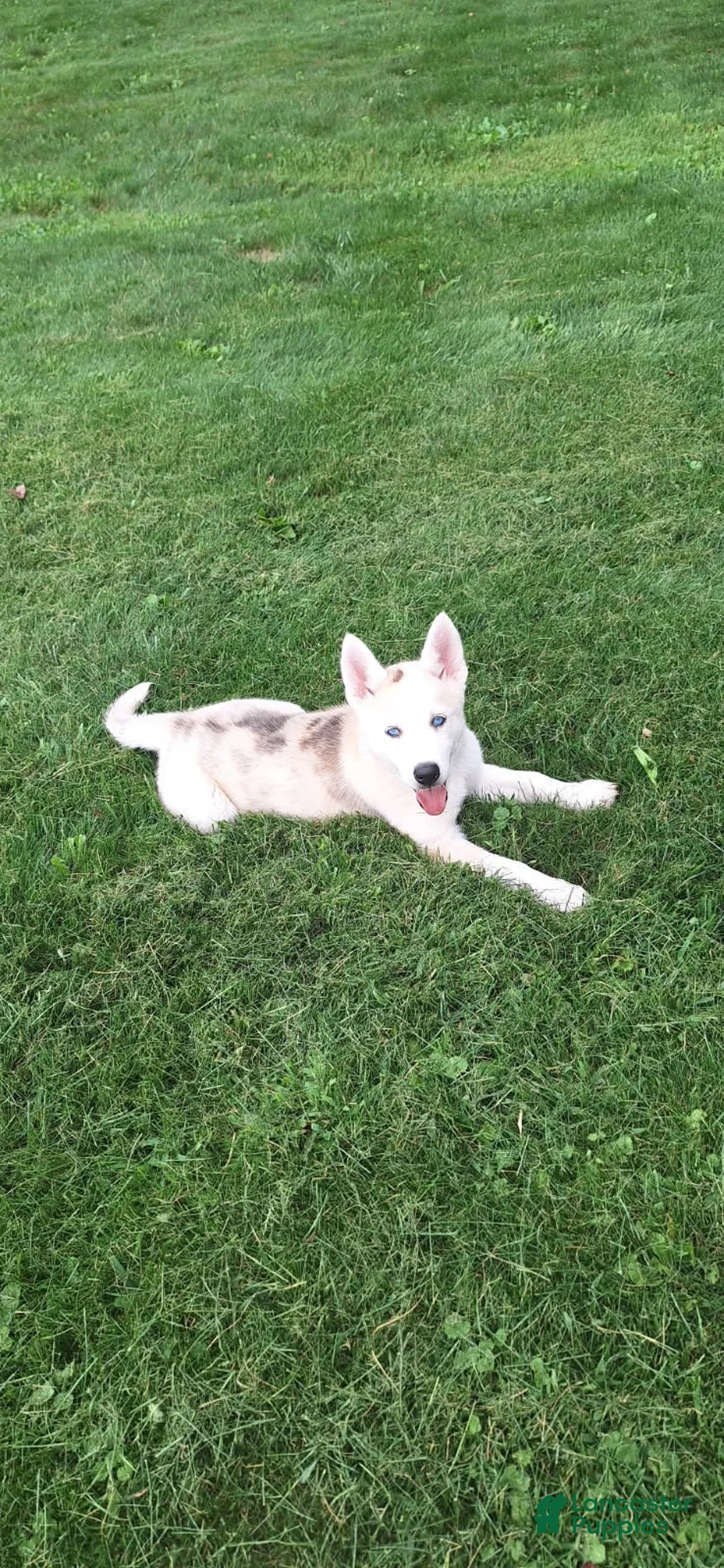 Mixed Breed dogs for sale: Cali - Ad 1