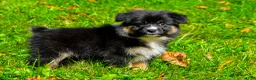 Miniature Australian Shepherd dogs for sale: Javon - Ad 8