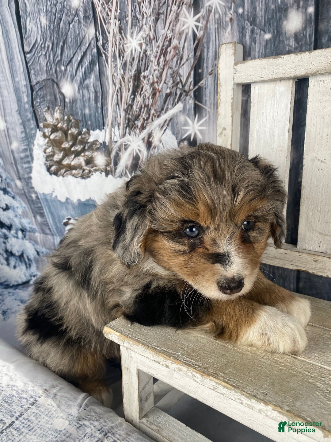 Aussiedoodle dogs for sale: Paisley - Ad 11