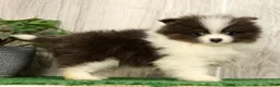 Pomeranian dogs for sale: Lucas Blue and White - Ad 4