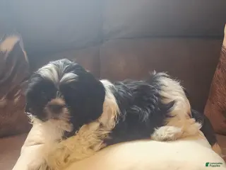 Shih Tzu dogs Shih Tzu Puppy 1 - Ad 13