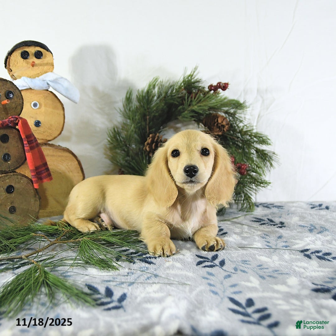 Miniature Dachshund dogs for sale: Ollie - Ad 7