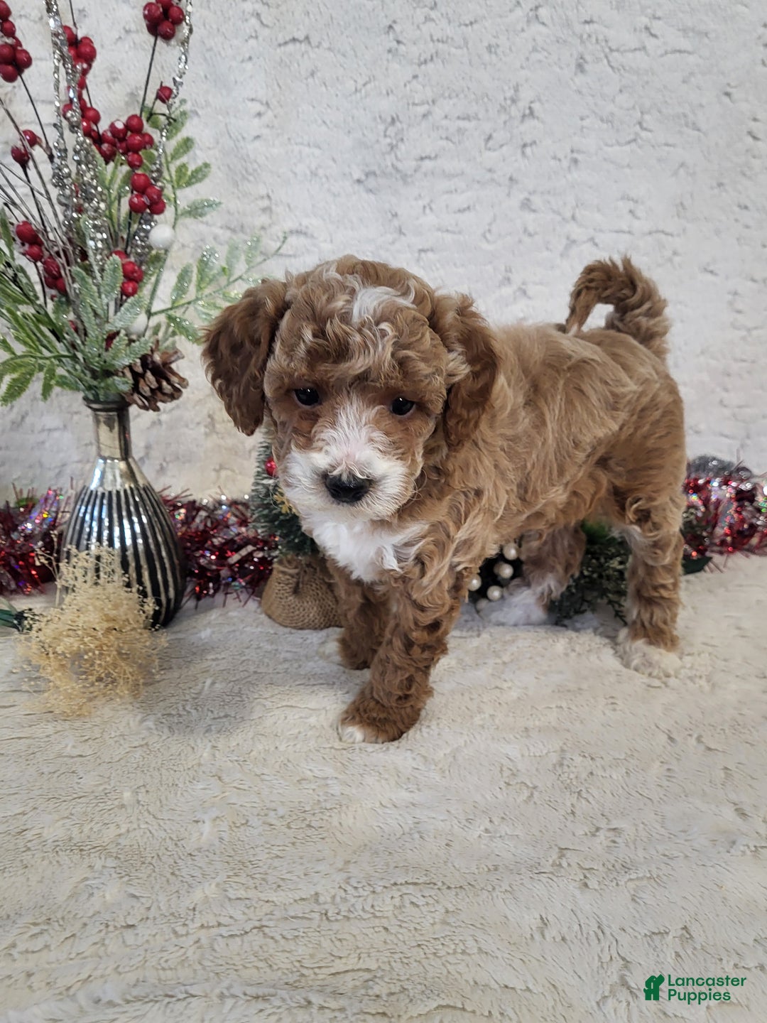 Goldendoodle dogs for sale: Rusty - Ad 2