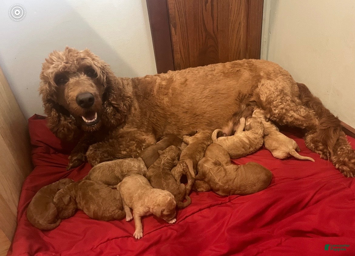 Goldendoodle dogs Clifford - Ad 2