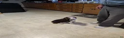 Beabull dogs for sale: Max - Ad 8