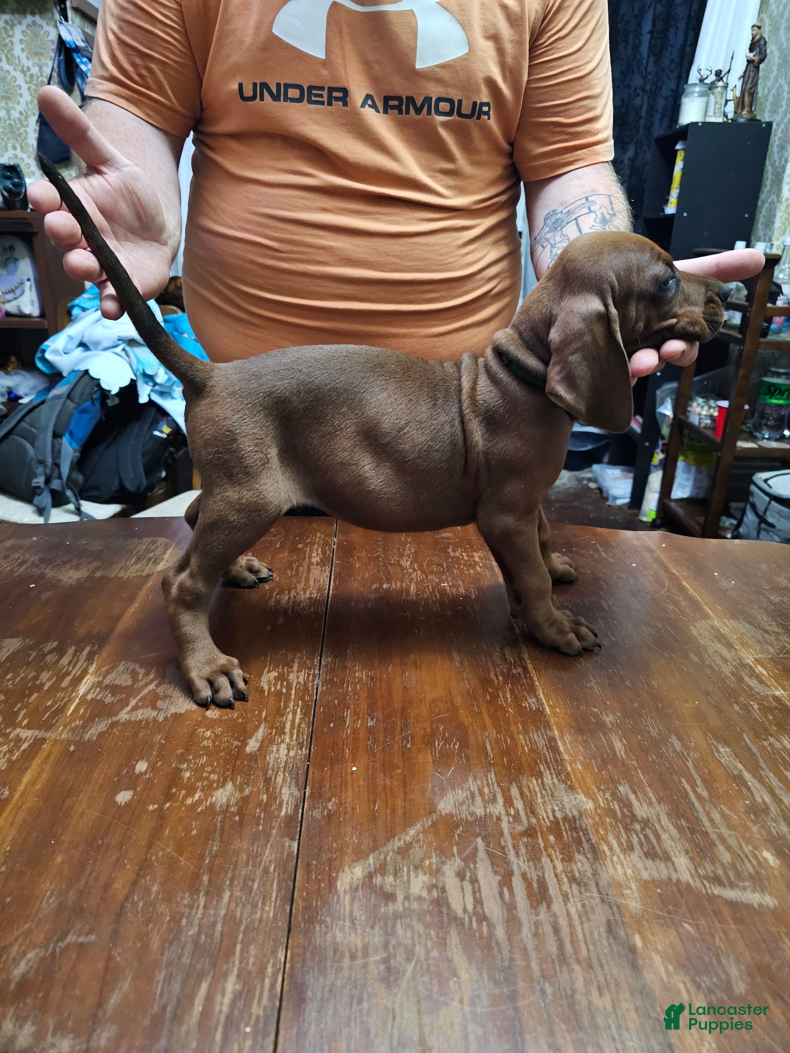 Redbone Coonhound dogs Redbone Coonhound 5(d green) - Ad 11