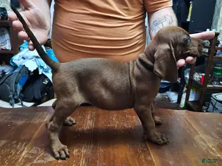 Redbone Coonhound dogs Redbone Coonhound 5(d green) - Ad 11