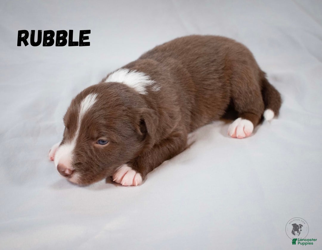 Border Collie dogs for sale: Rubble - Ad 2