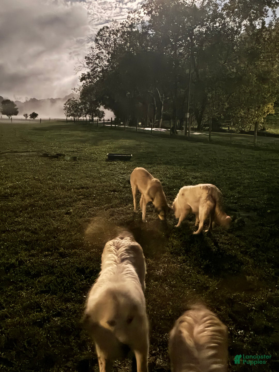 Mixed Breed dogs for sale: Mixed Breed Puppy 5 - Ad 5