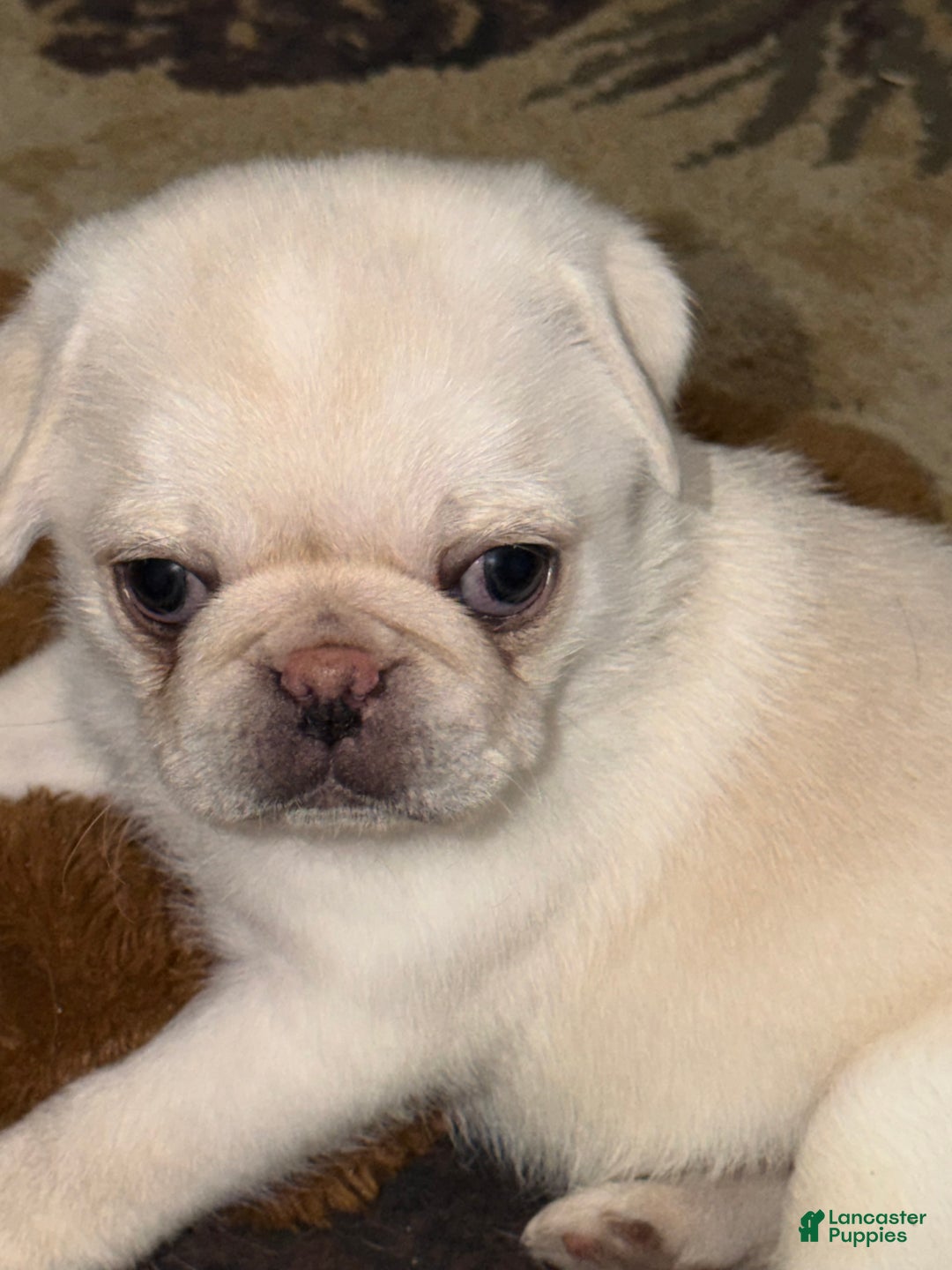 Pug dogs for sale: Milo  - Ad 3