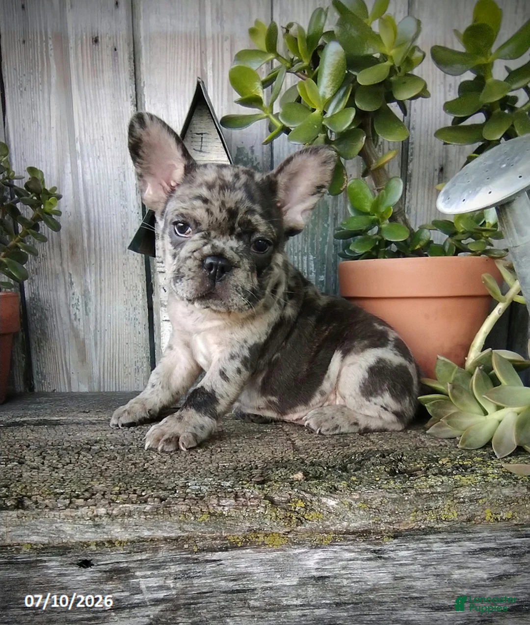 French Bulldog dogs for sale: Daisy - Ad 7