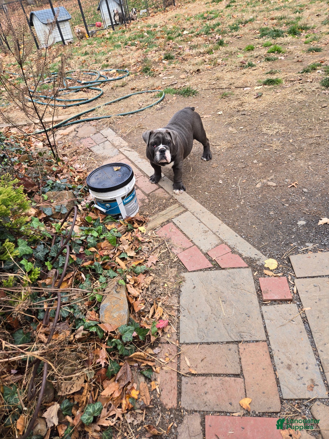 English Bulldog dogs for sale: Penny Lane - Ad 4