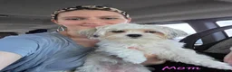 Mixed Breed dogs for sale: Beau Boy - Ad 5