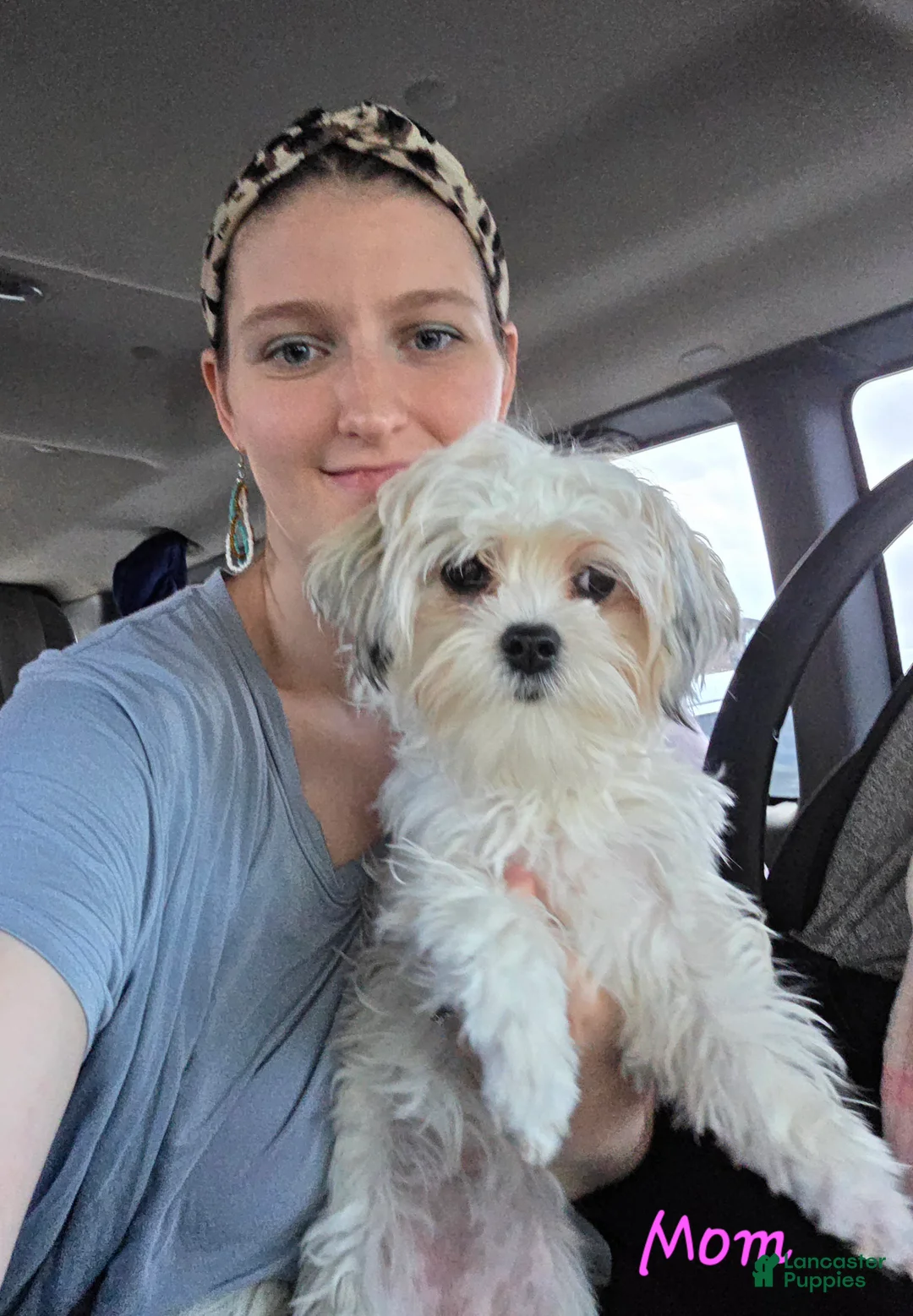 Mixed Breed dogs for sale: Lily Girl  - Ad 7